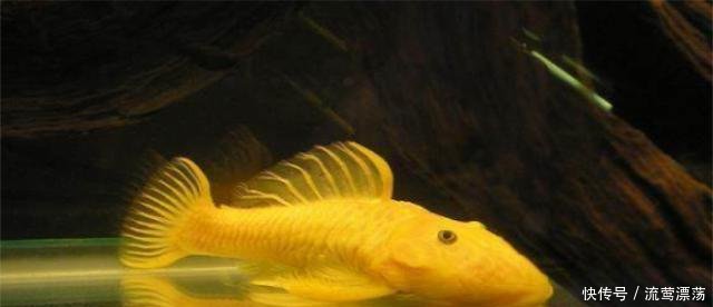 生命力顽强的清道夫,为什么家庭饲养后会死亡