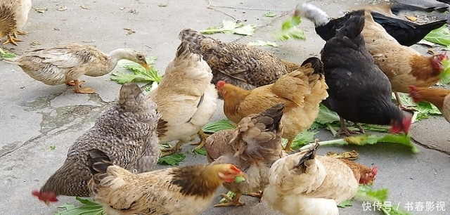 养鸡要懂,什么是鸡白痢病?是怎样传染的?