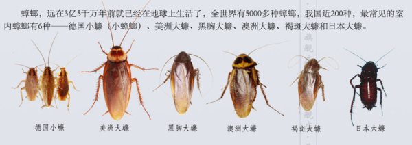 今天在家里阳台，发现一种类似蟑螂却不是蟑螂的生物还是红色的不知道有没有人知道这是什么虫子_360问答