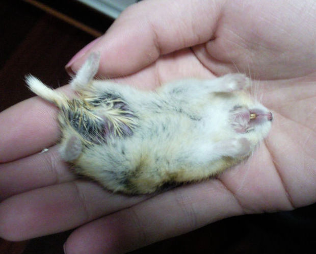 然后可以选择使用抗菌素,全面的杀死消灭细菌,然后增加仓鼠的补水量