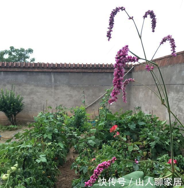 西红柿+雀斑不仅吃着爽口,敷面还消除白糖鸡蛋天津汉堡图片