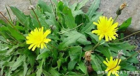 十个高尿酸九个肾脏伤, 蒲公英加2物, 更快降尿