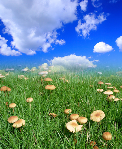 photoshop怎么合并两张图