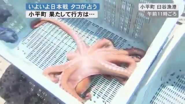 准确预测日本世足赛胜负的章鱼 惨遭宰杀