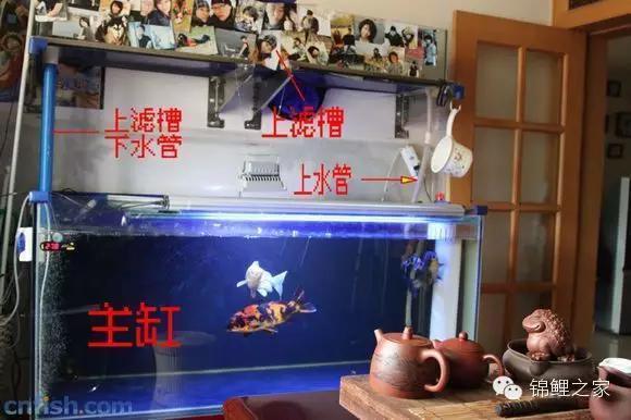 不同品種的雷龍魚可以混養(yǎng)嗎(雷龍魚和什么魚能混養(yǎng))