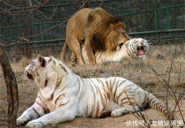 发情的狮王强行上老虎,狮王逆天的节奏,是这样
