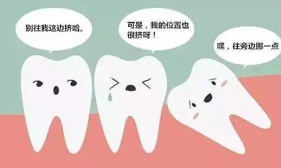 智力和智齿有关系?别"虾"扯"蛋"!