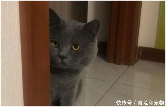 图片当着蓝猫的面,假装吃它的猫表情,蓝猫秒变罐头人多主人图片包拥挤图片