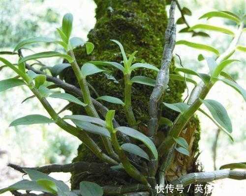 野生石斛越来越少,人工种植产量不高?那是因为没有种植技术! 888真人游戏平台