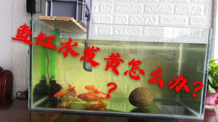 魚缸過濾器不過濾了怎么辦呢(魚缸過濾器不好使了) 狗仔（招財貓)魚苗