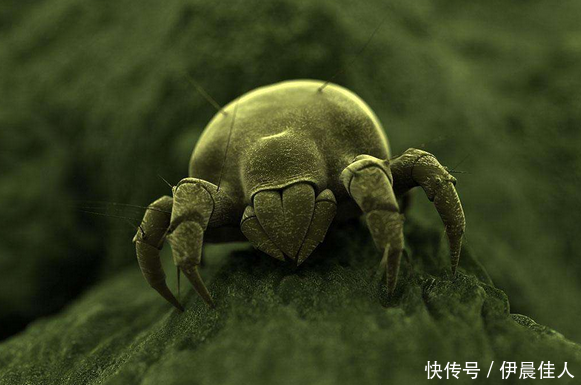 痘痘黑头不断出现,用家里常备的它俩,赶螨虫消