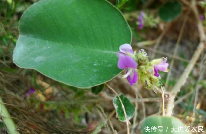 农村农田里的这种杂草，花朵形如槐花，“欺骗”了农民的感情