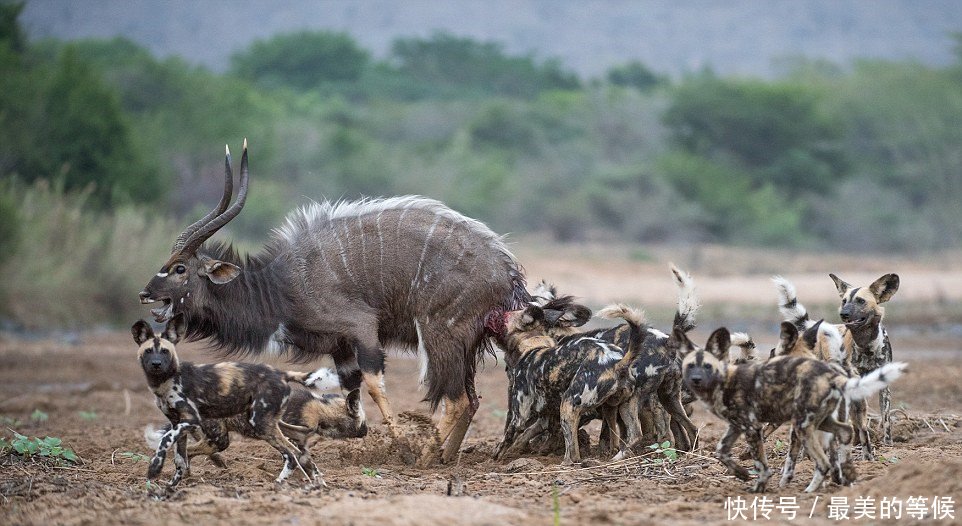 实拍非洲鬣狗的掏肛绝活,草原上动物的噩梦,就