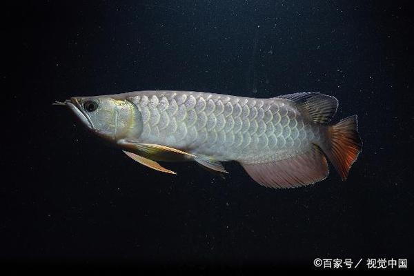 魚缸放多高(魚缸放多高合適)