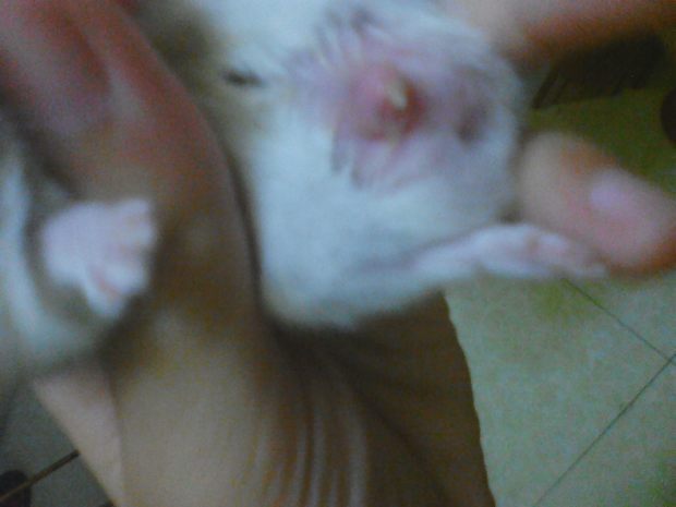 为什么仓鼠屁股前长了一个红疙瘩 越长越大 晚上舔时一直在叫