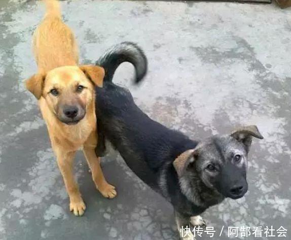 剪了妈妈的旧毛衣给小狗做衣服,狗狗笑了,我哭