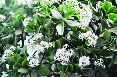 玉树开花吗?