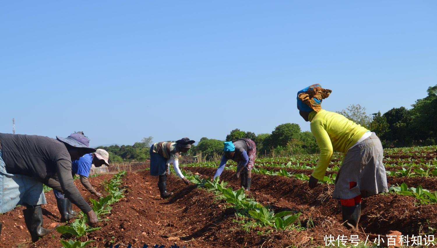 南非再次土改: 白人掌控的72%农地被均分, 50