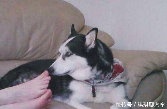 美女用脚丫逗狗子玩,狗子回头闻了一下,随后的表情差点气死主人 ibet国际注册