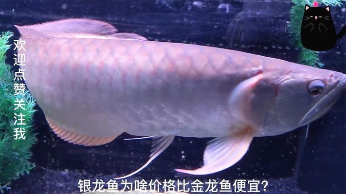 鯰魚養(yǎng)殖：鯰魚養(yǎng)殖密度 觀賞魚