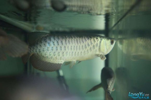 銀龍魚(yú)冷水能活嗎視頻（銀龍魚(yú)冷水能活嗎視頻講解） 銀龍魚(yú)百科