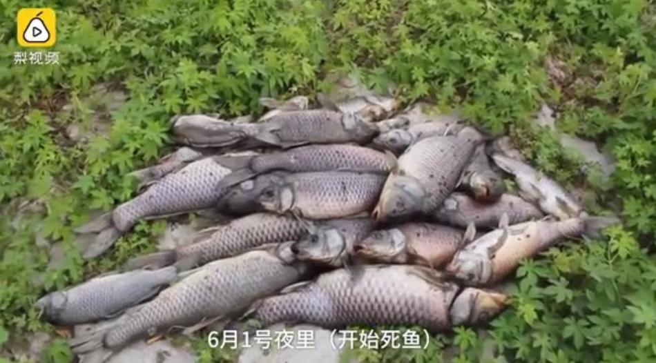 山东枣庄:6万斤鱼缺氧死亡 养鱼场损失超过40万元