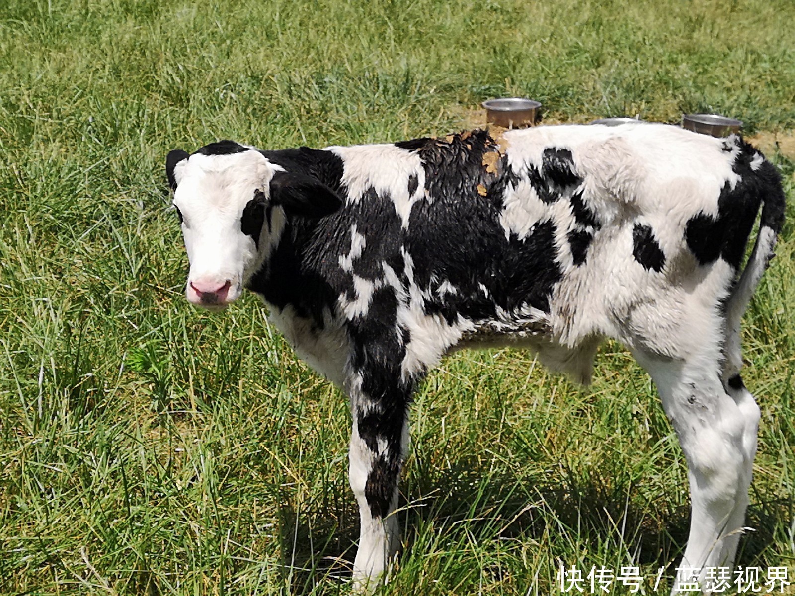 杨凌两日游~记西安知名网络大V走进杨凌示范