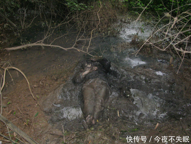 男子路过河沟时，发现沟底不对劲，走近细看一番后，吓得连忙报警