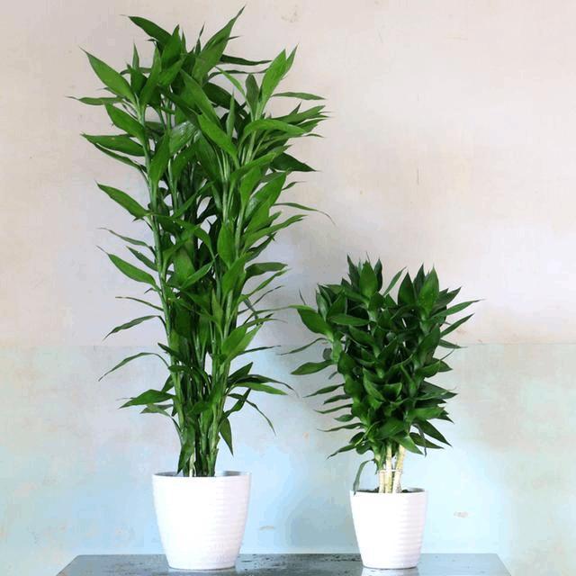 虎旺财植物:七叶莲 摆放吉位:客厅 属虎的人热爱冒险,喜欢赚钱的过程