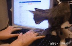 猫咪看到主人在玩电脑,直接一屁股坐到了他的