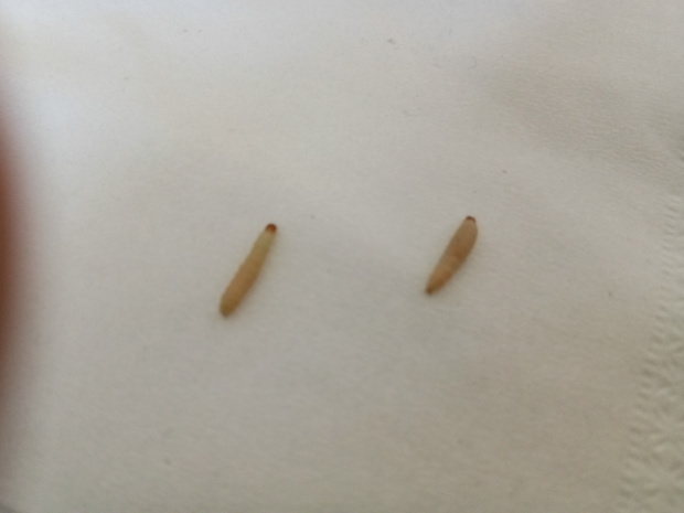 有人认识这是什么虫子的幼虫吗?怎么治?