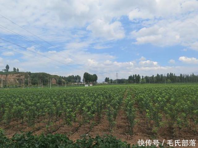 苹果树栽培技术|选苗有讲究,三看选对苗