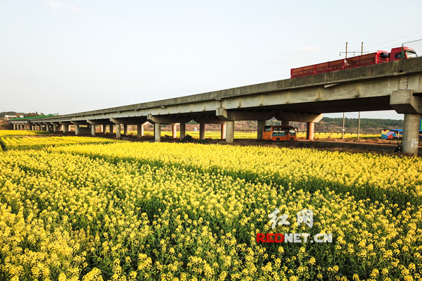 道县:花拥高速 香满归途