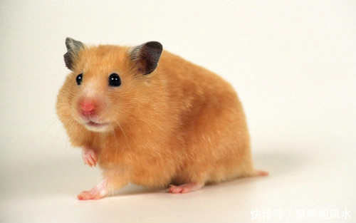 新年到,快来看看2018流年生肖精准运势吧!第一期