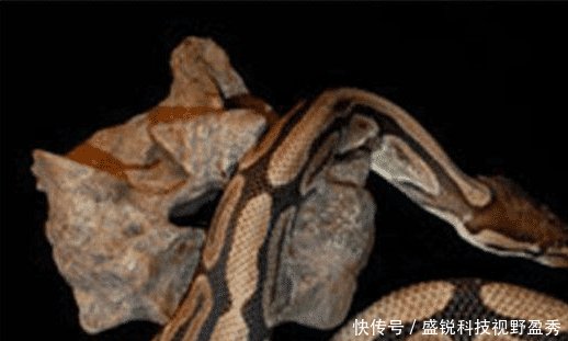 史前巨兽排名_史前海洋巨兽排名(2)