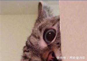 可爱卖萌表情猫咪疼表情包的微信牙走开1!你丑到朕了图片
