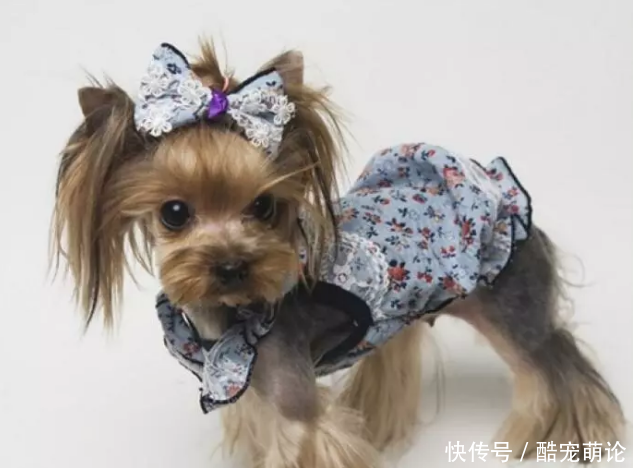 酸奶奶盖约克夏可以吃吗 t019482e09a32cfe661.png
