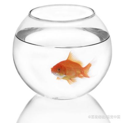 1米的魚缸養(yǎng)幾條魚比較好（1米的魚缸養(yǎng)幾條魚比較好呢）