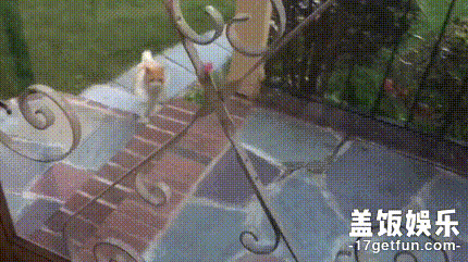 猫:520只允许你们人类秀恩爱么,我们喵星人也要秀