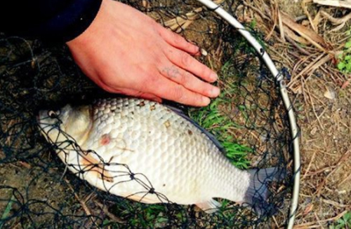 该给鲫鱼补充些维生素b了,中西结合钓起来鱼儿