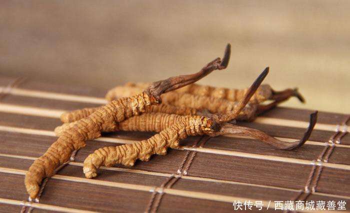 爱美的女人吃虫草:冬虫夏草对女性的作用有哪