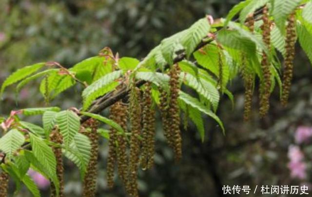世界仅存五株以下的中国独有濒危植物, 最后一