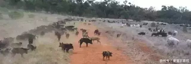 澳大利亚野猪泛滥成灾的动物,出动直升飞机都