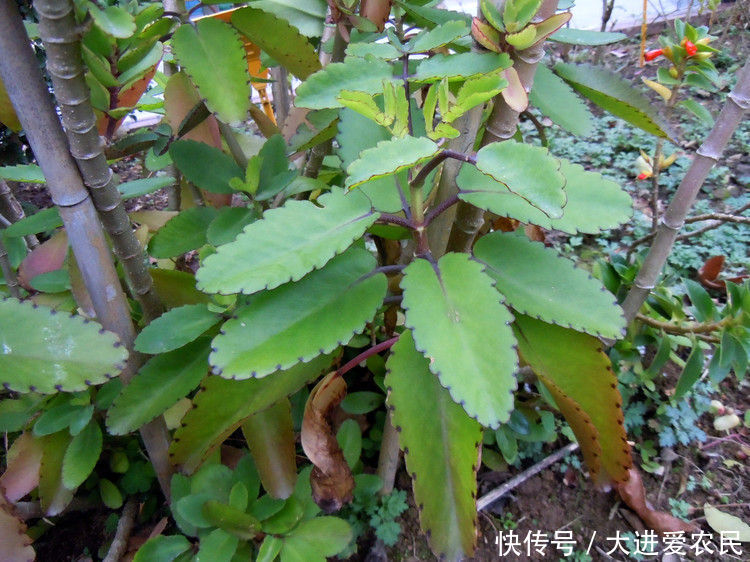 农村这种野草来自非洲,叶子落地就能生根,全草还可以入药