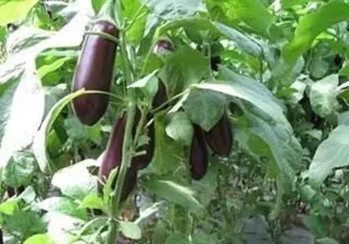 茄子剪枝技术,茄子怎么剪枝