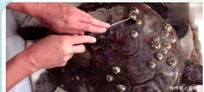 男子海边散步, 发现背上满是子弹孔的乌龟, 细