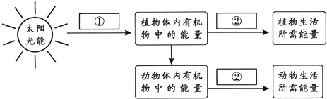 如图表示的是能量流动方向的示意图.请据图回答