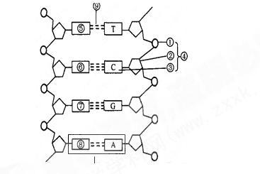 dna分子