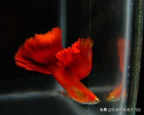 雷龍魚和燈科魚混養(yǎng)嗎（雷龍魚和燈科魚混養(yǎng)嗎視頻） 祥龍水族醫(yī)院