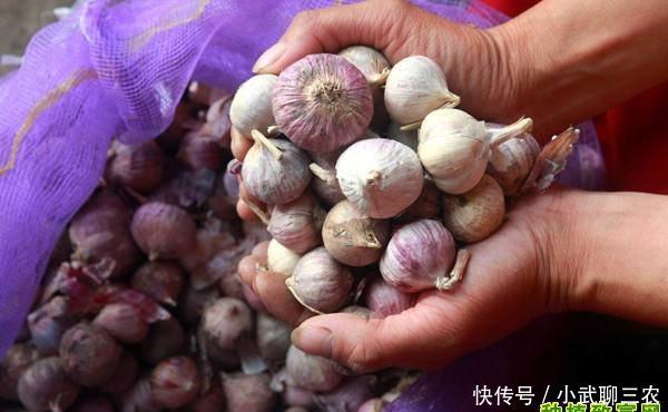 2018年7月6日河南中牟、杞县大蒜价格行情!